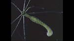 微生物