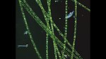 微生物