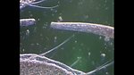 微生物