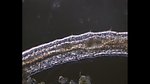 微生物