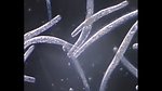 微生物