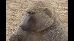 猴子