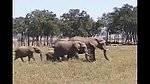 非洲象