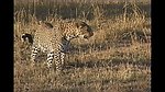 猎豹