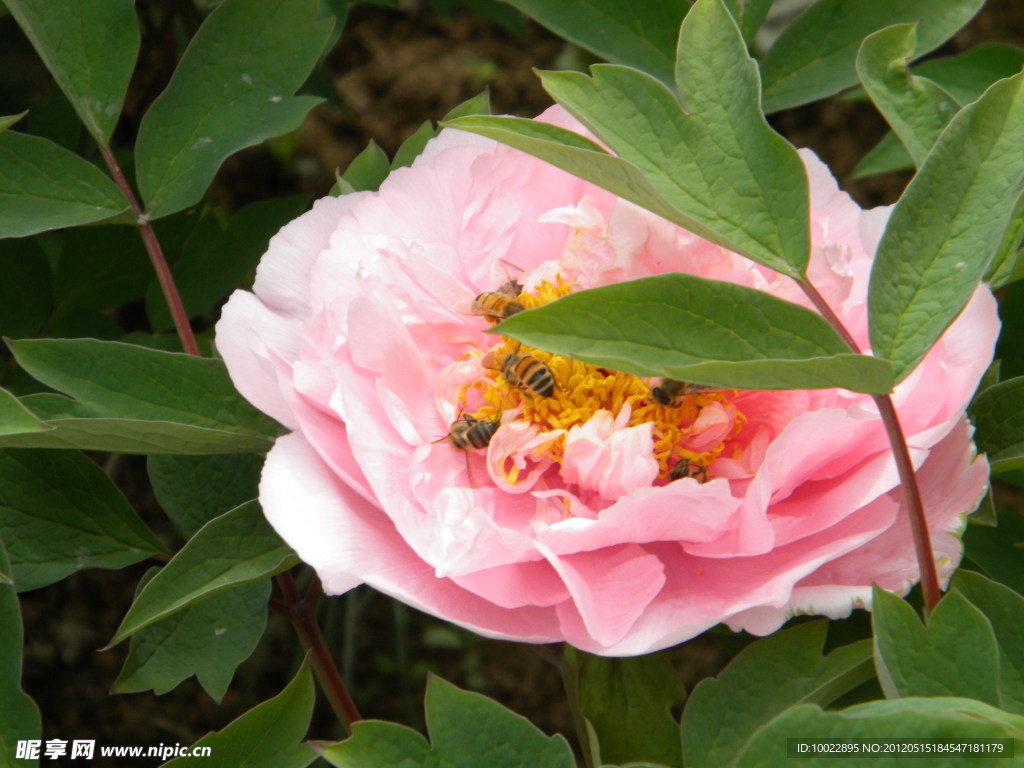 采花蜂