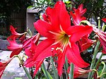 百合花
