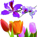 鲜花