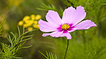 秋英花