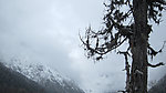 雪山与树