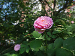 小重瓣粉月季花