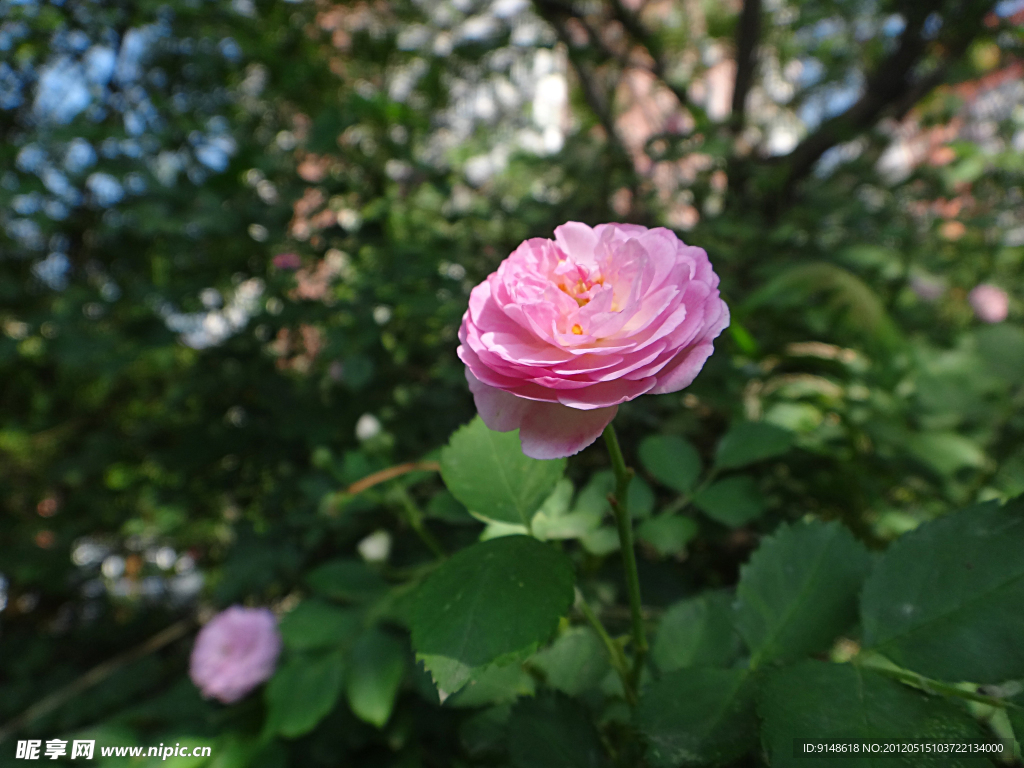 小重瓣粉月季花