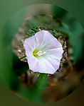 牵牛花