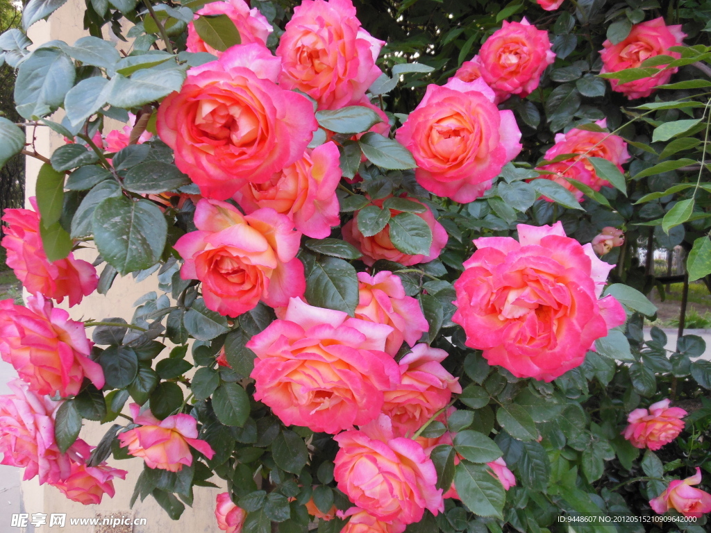 月季花