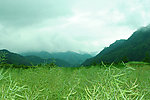 云雾高山