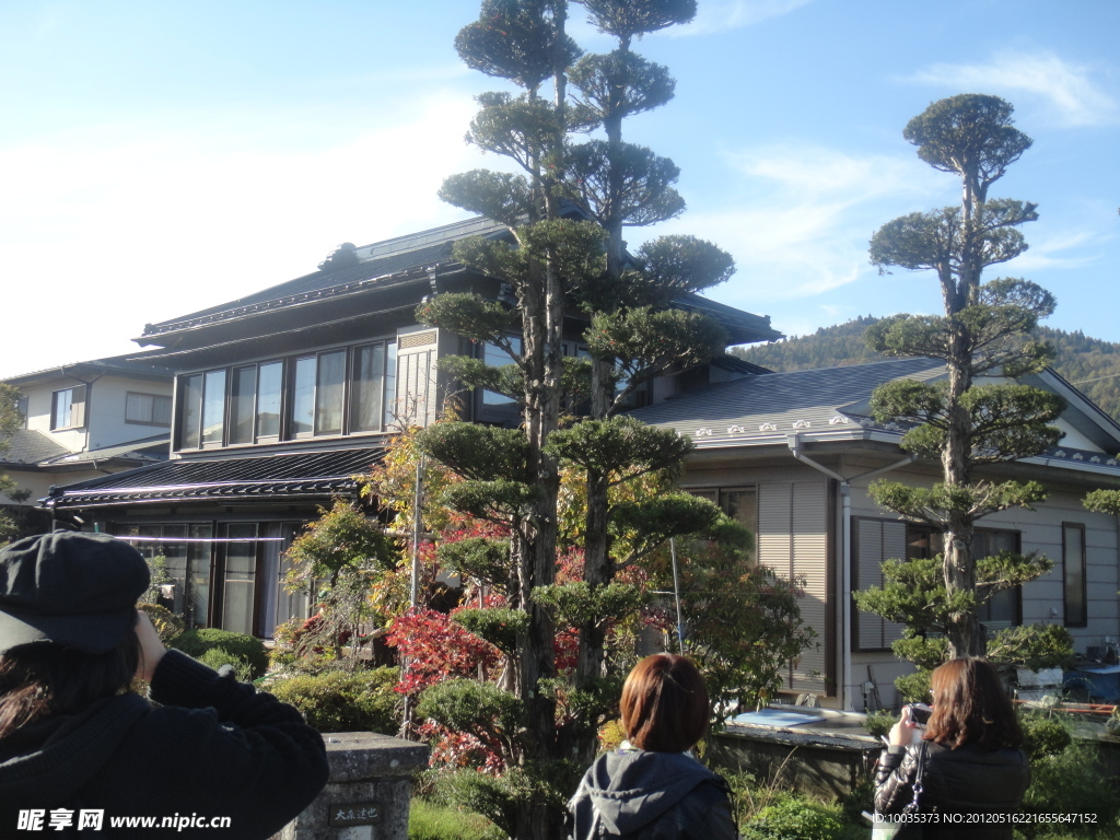 松树 木屋
