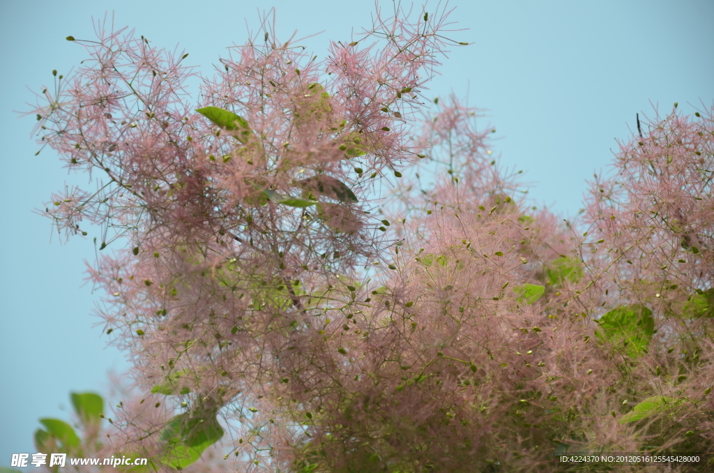 黄栌树花