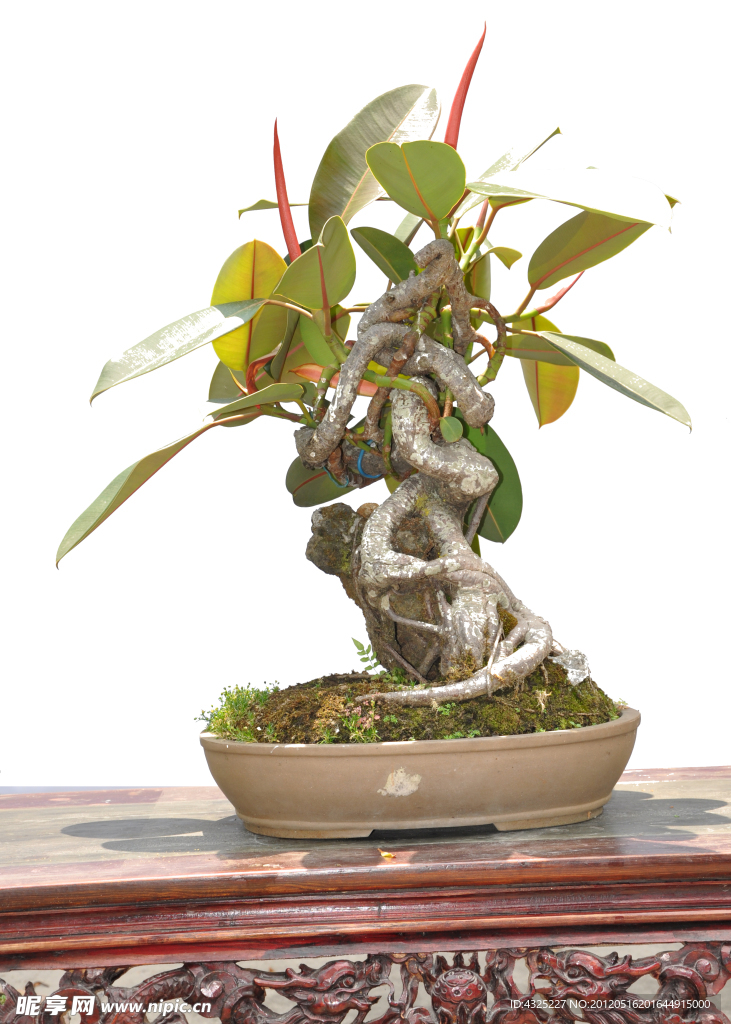 植物