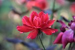 月季花