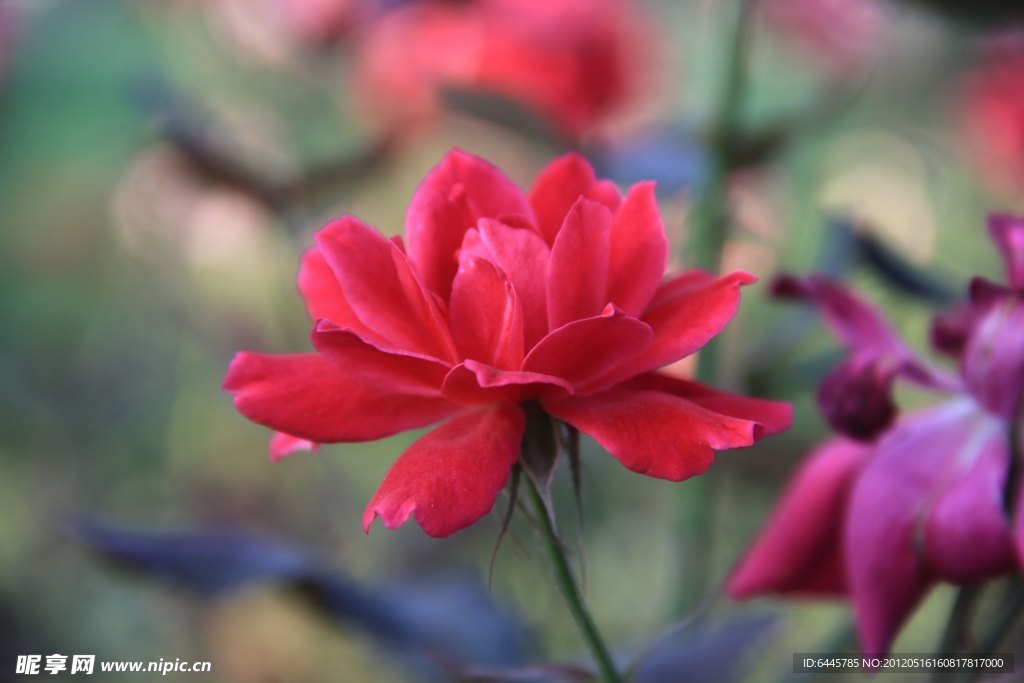 月季花
