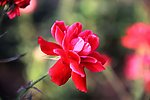 月季花