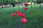 鲜花