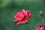 鲜花怒放