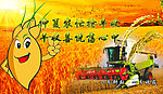 麦收