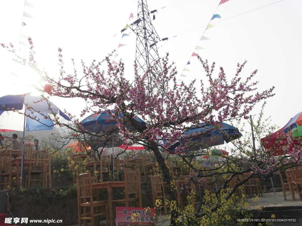 桃花