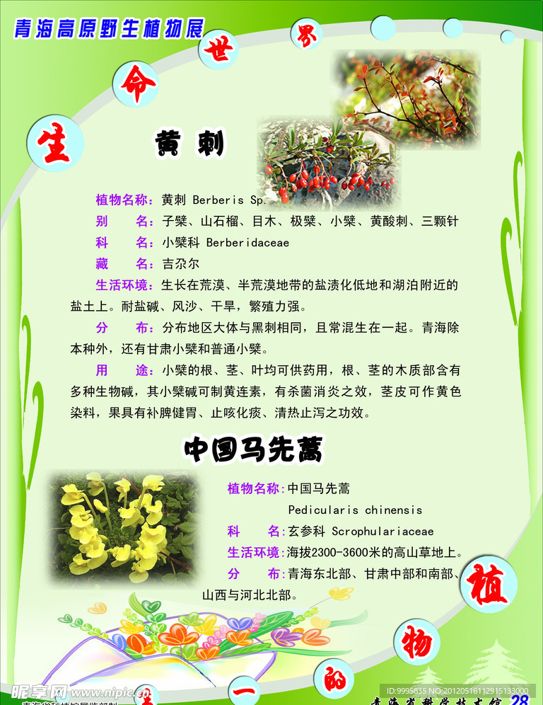 高原野生植物展海报