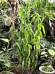 跳舞草