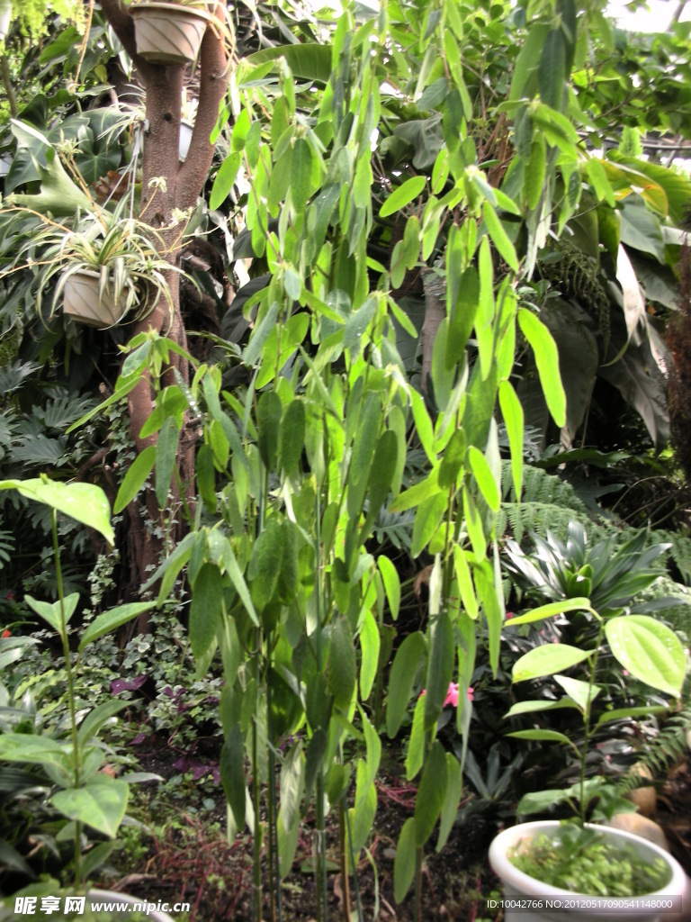 跳舞草