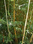 黄金碧玉竹