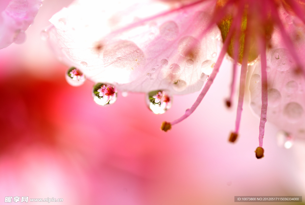桃花