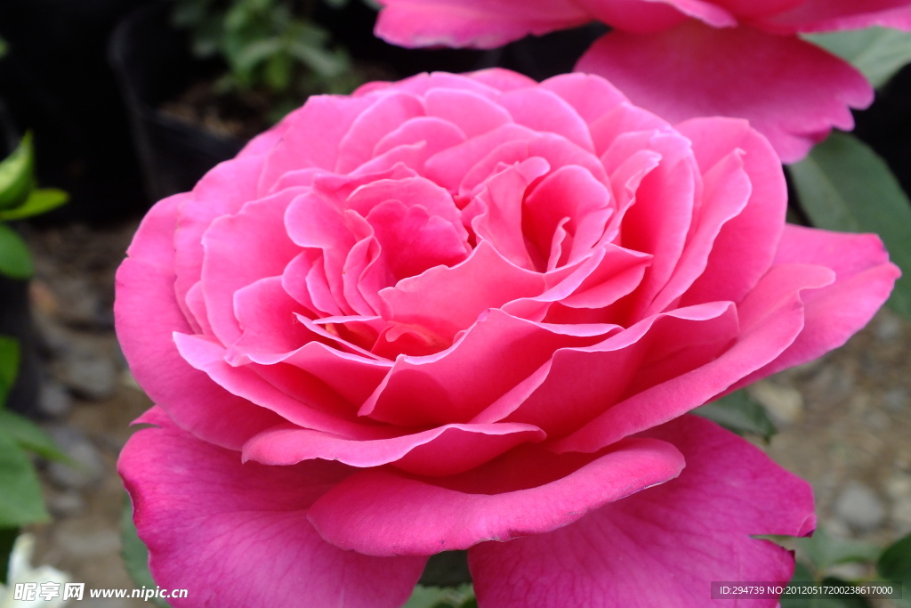 月季花