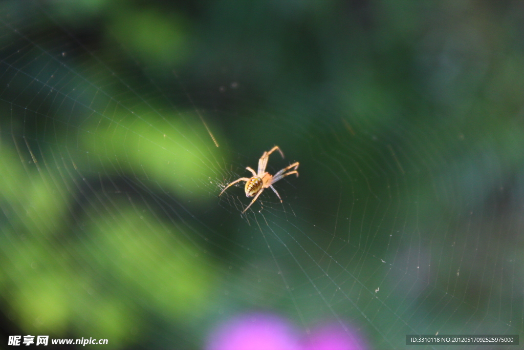 蜘蛛