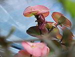 刺梅花