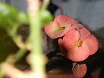刺梅花