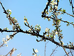 花枝