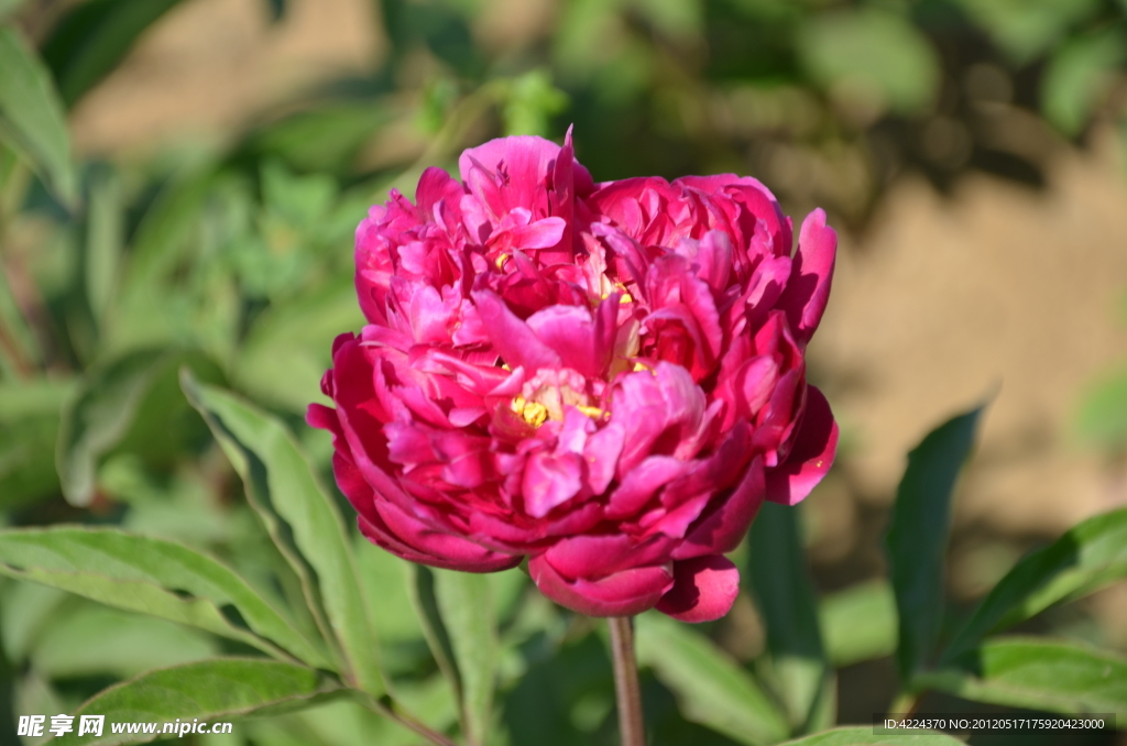 芍药