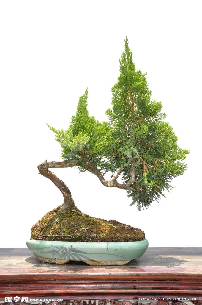 植物