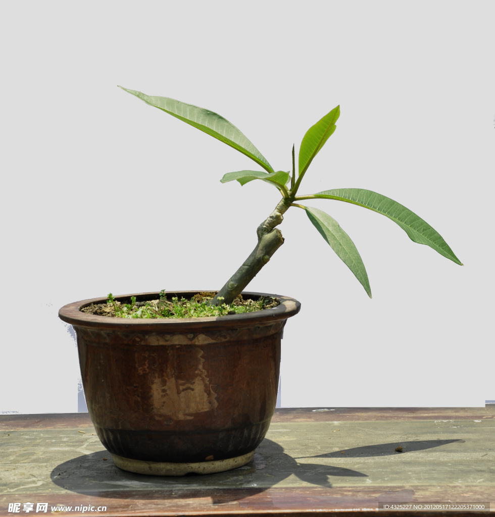 植物