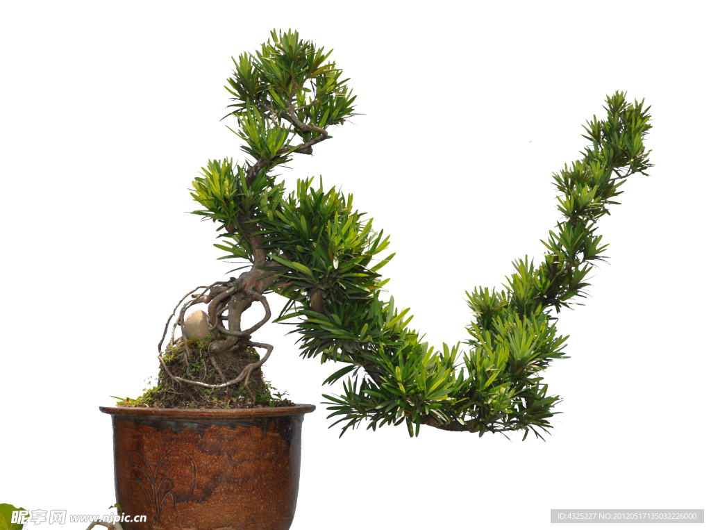 植物