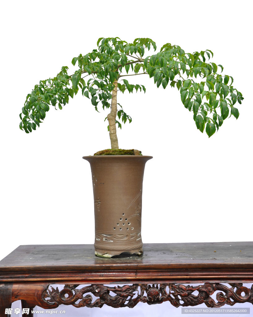 植物
