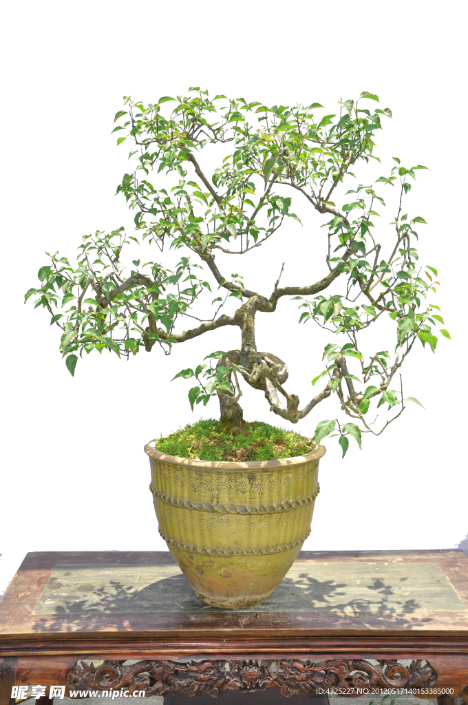植物