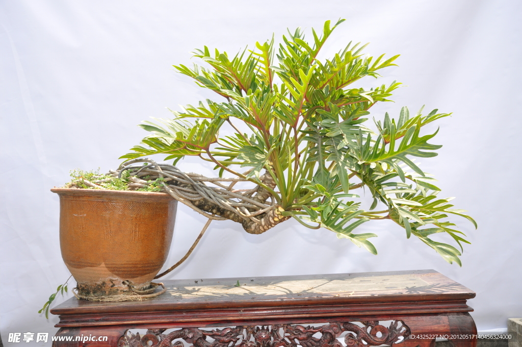 植物