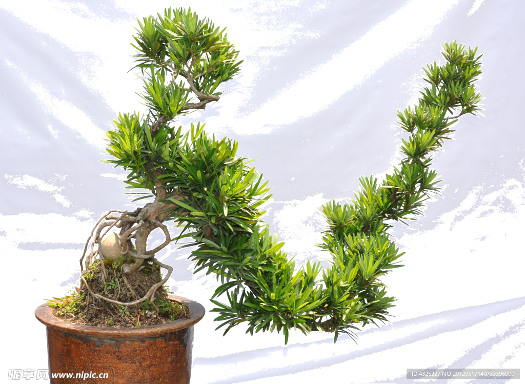 植物