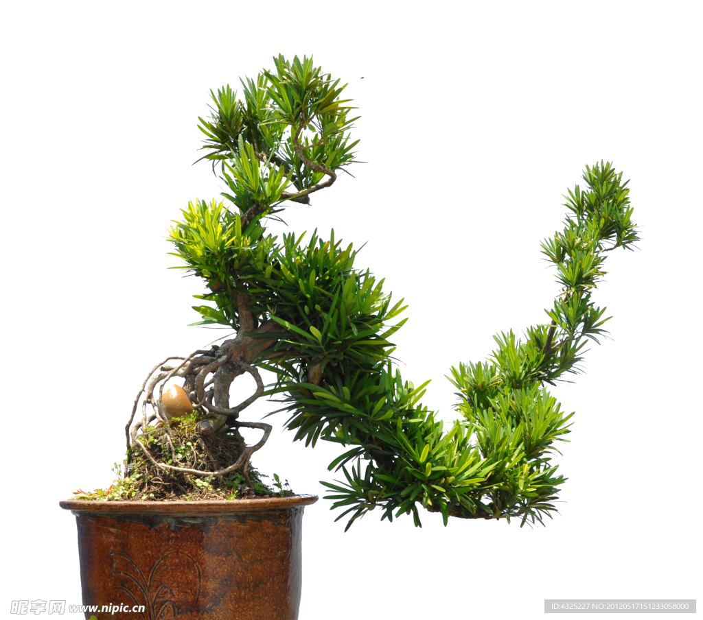 植物