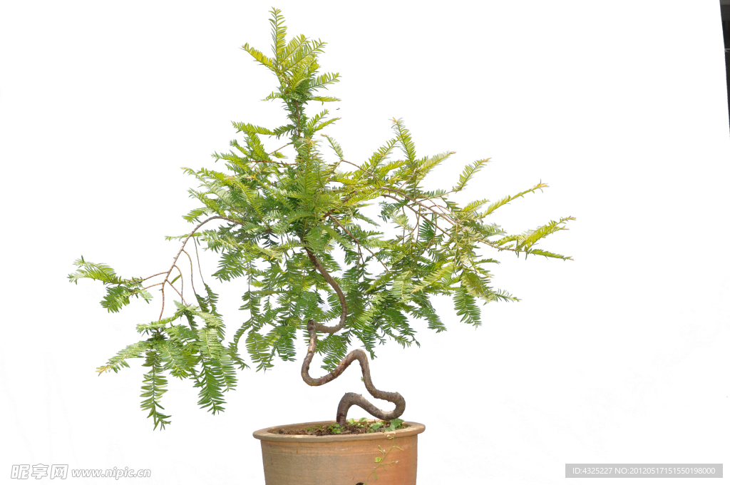 植物