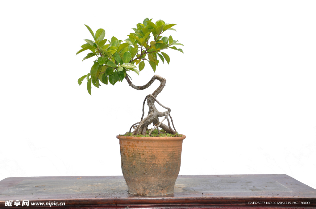 植物