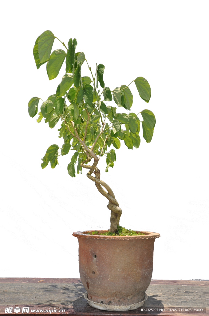 植物